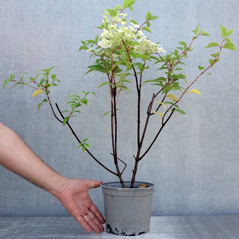 Hydrangea paniculata Dentelle de Gorron - Hortensia paniculé Pot de 3L/4L - Image 2