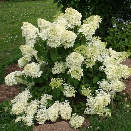 Hydrangea paniculata Dentelle de Gorron - Hortensia paniculé Pot de 3L/4L - Image 1
