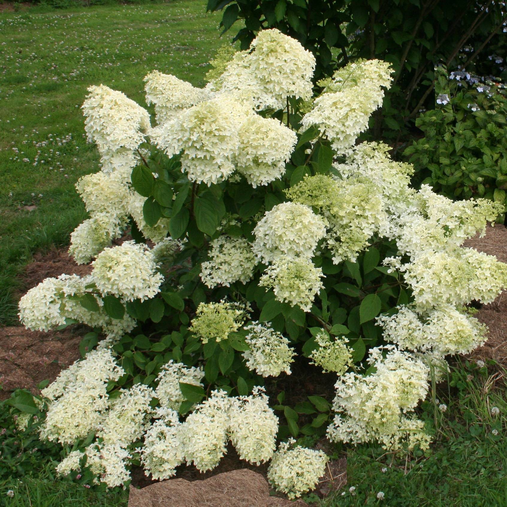 Hydrangea paniculata Dentelle de Gorron - Hortensia paniculé Pot de 3L/4L - Image 1