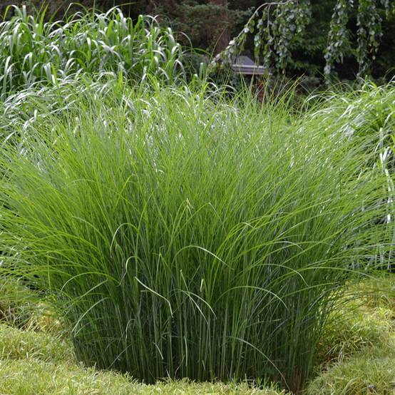 Miscanthus sinensis Gracillimus - Eulalie Godet de 8/9 cm