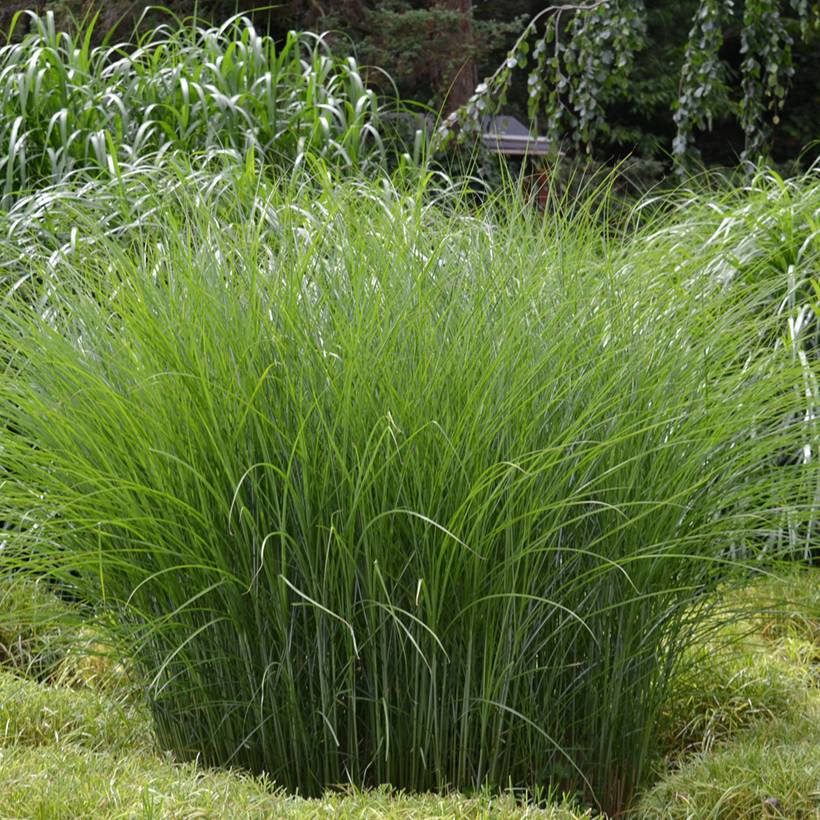 Miscanthus sinensis Gracillimus - Eulalie  Godet de 8/9 cm