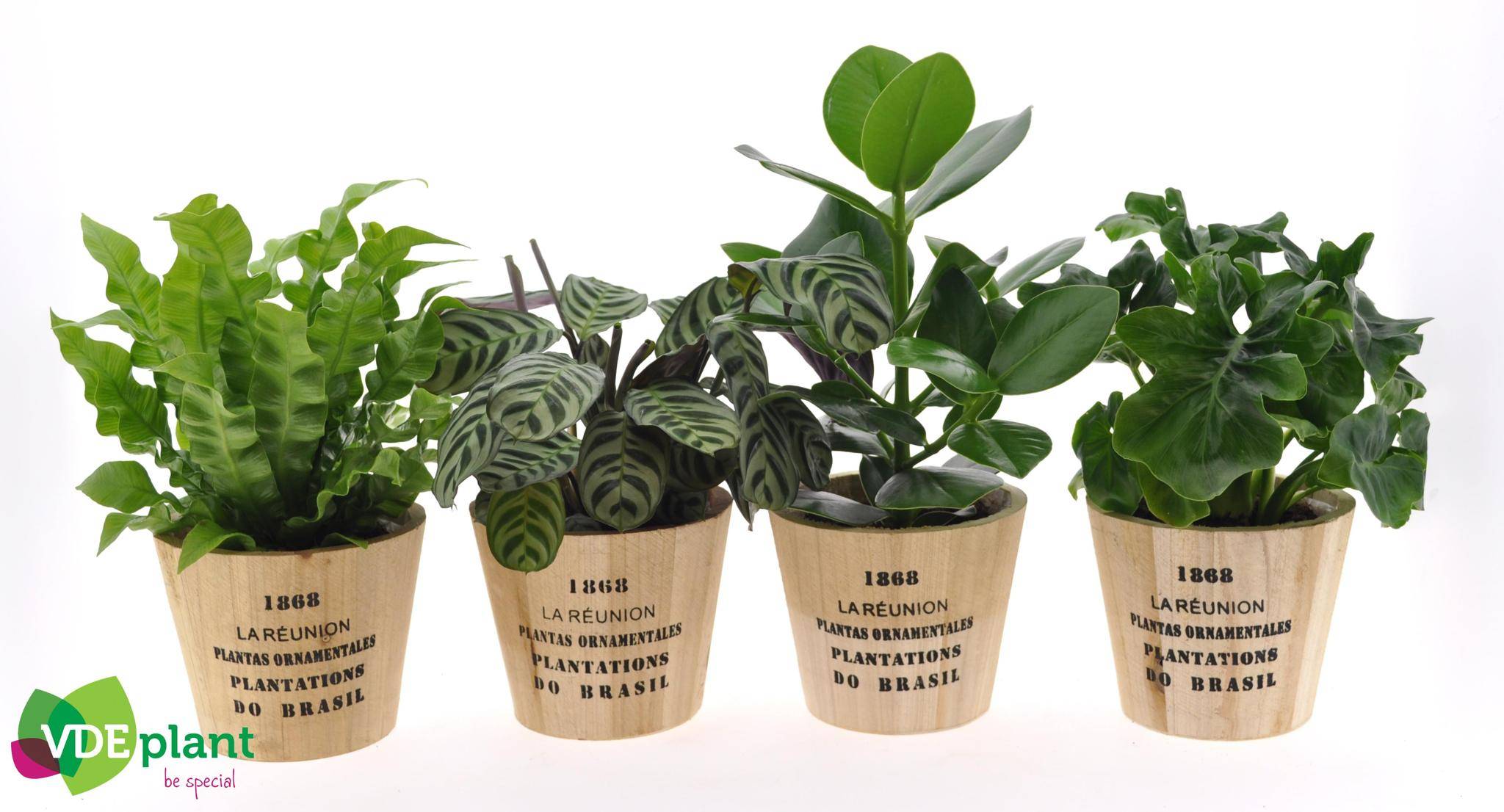 Box - 4 plantes d'intérieur cuisine 35cm - Plante d'intérieur- La Green Touch - Image 1