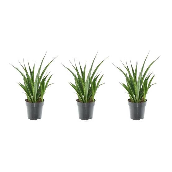 3x Sansevieria Kirkii - 38 cm - ø12 38cm - Plante d'intérieur- La Green Touch - Image 3