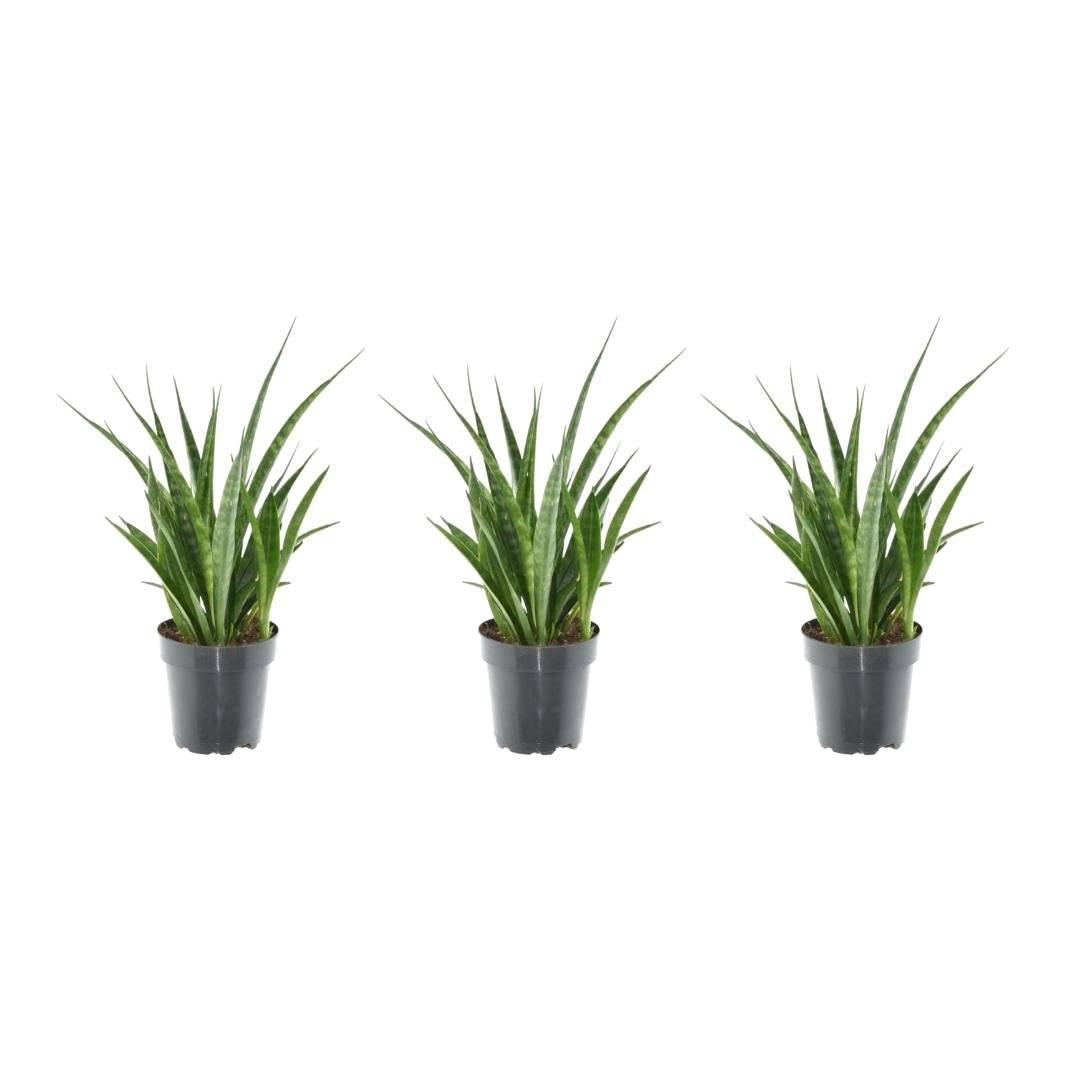 3x Sansevieria Kirkii - 38 cm - ø12 38cm - Plante d'intérieur- La Green Touch - Image 3