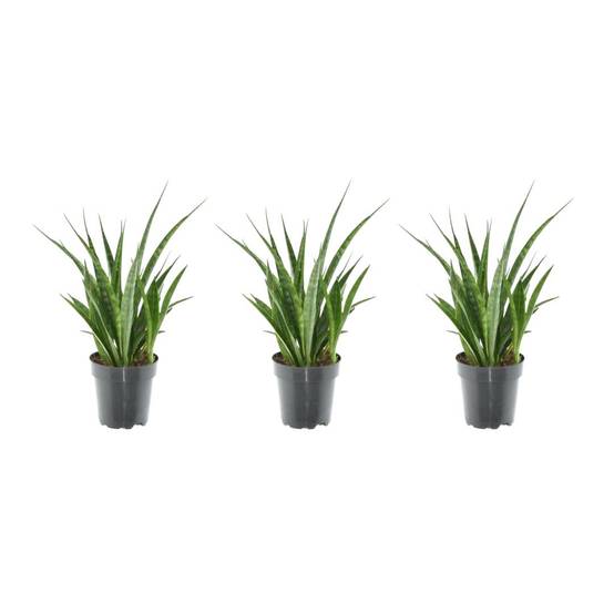 3x Sansevieria Kirkii - 38 cm - ø12 38cm - Plante d'intérieur- La Green Touch - Image 1