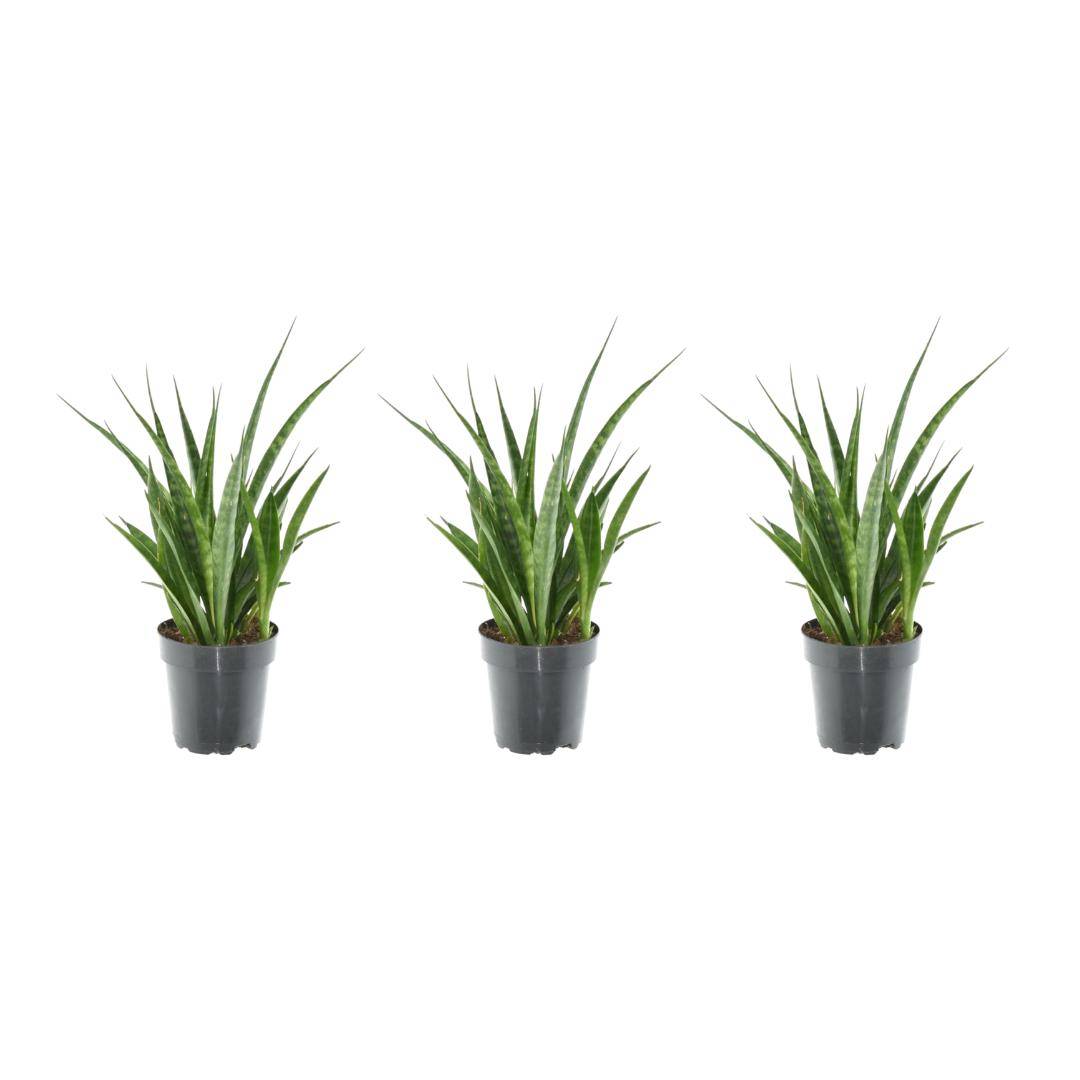 3x Sansevieria Kirkii - 38 cm - ø12 38cm - Plante d'intérieur- La Green Touch - Image 1