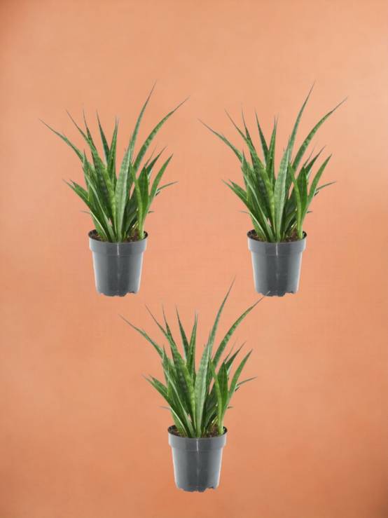 3x Sansevieria Kirkii - 38 cm - ø12 38cm - Plante d'intérieur- La Green Touch - Image 2