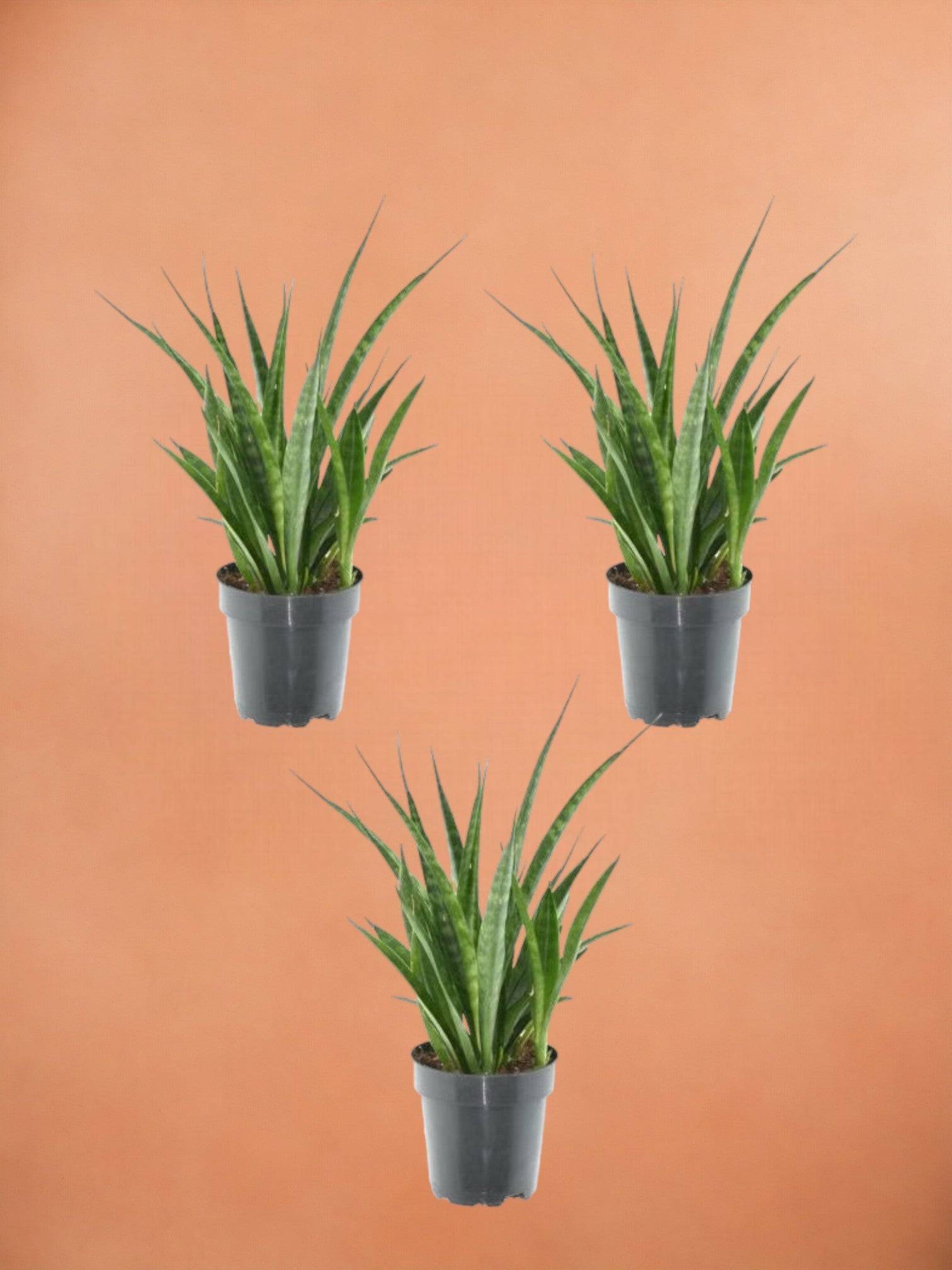 3x Sansevieria Kirkii - 38 cm - ø12 38cm - Plante d'intérieur- La Green Touch - Image 2