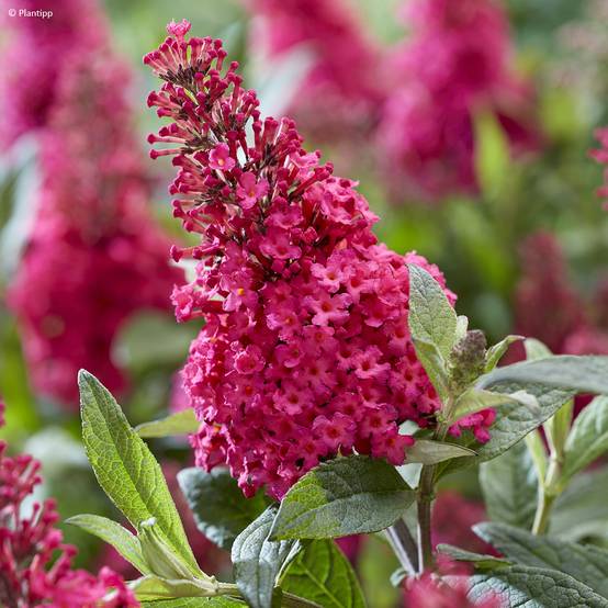 Buddleja davidii Butterfly Candy Little Ruby - Arbre aux papillons nain Godet de 8/9 cm