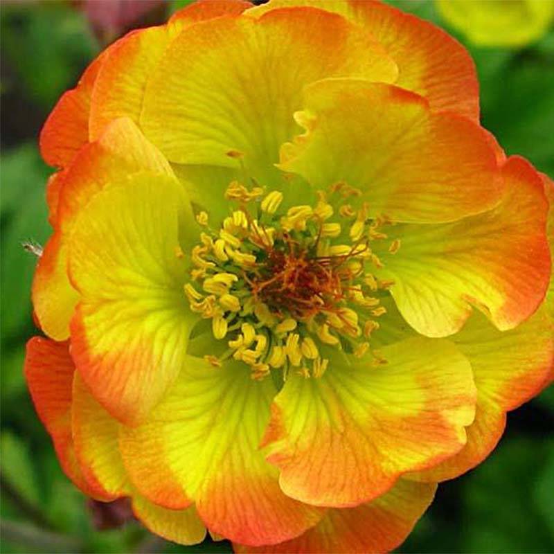 Geum Tequila Sunrise - Benoîte  Pot de 2L/3L