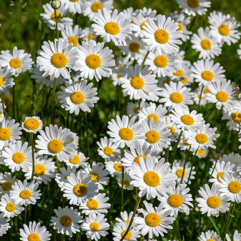 Graines de Grande Marguerite - Leucanthemum vulgare le sachet de 850 graines environ (0,5g)