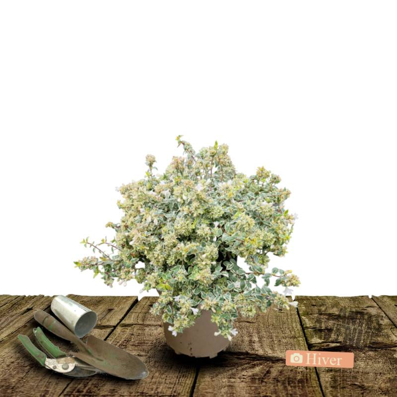 Abelia Confetti® 'Conti', Abélia à grandes fleurs à fleurs Blanche/ - feuillage Persistant - Pot de 3L - 20/40 cm - Image 4