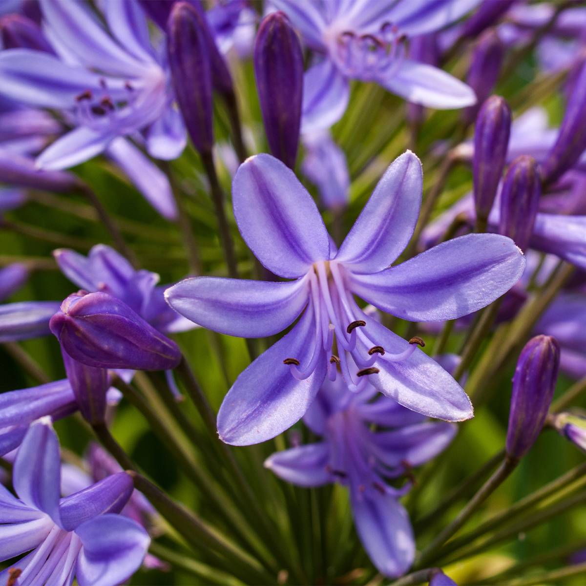 Promesse de Fleurs - Agapanthe Purple Heart Pot de 2L/3L