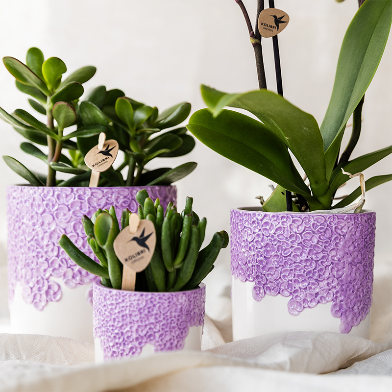 Orchidée Phalaenopsis 'Vienna' violette - Pot de 9cm - Céramique violette - Plantes d'intérieur - Image 5