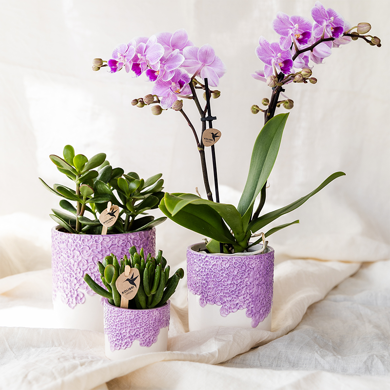 Orchidée Phalaenopsis 'Vienna' violette - Pot de 9cm - Céramique violette - Plantes d'intérieur - Image 2
