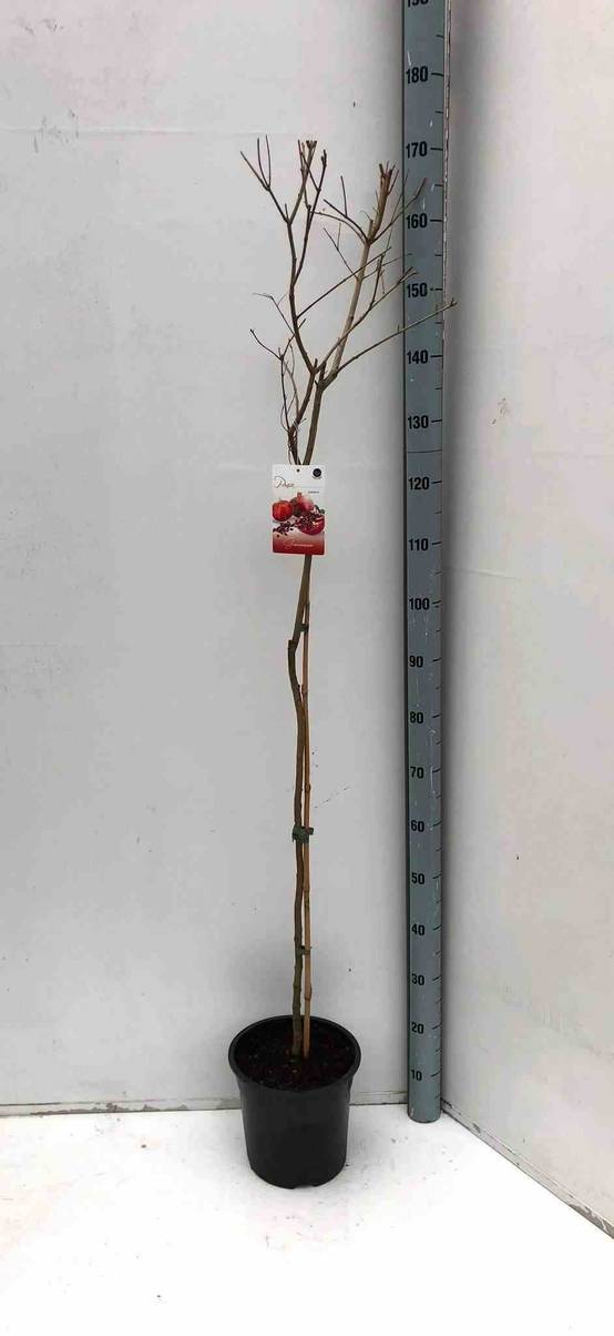 0 - Punica granatum (Grenadier à fruits) Pot 230L - 175/200cm - Péri 40/50 - Image 2
