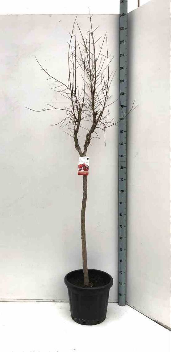 0 - Punica granatum (Grenadier à fruits) Pot 230L - 175/200cm - Péri 40/50 - Image 3