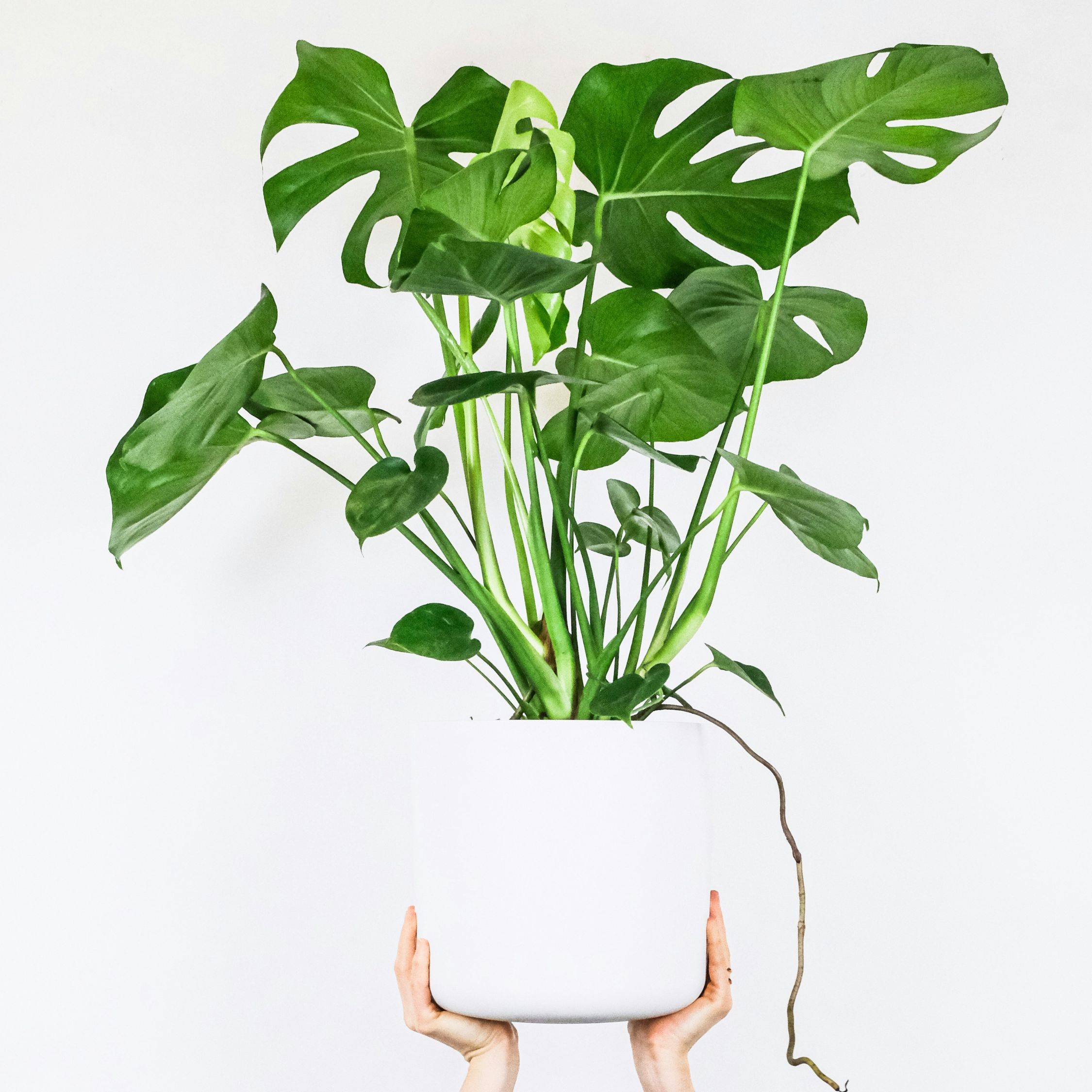 Plante à trous - Set de 2 - Monstera deliciosa - Hauteur 70-80cm - ⌀21cm - Image 2
