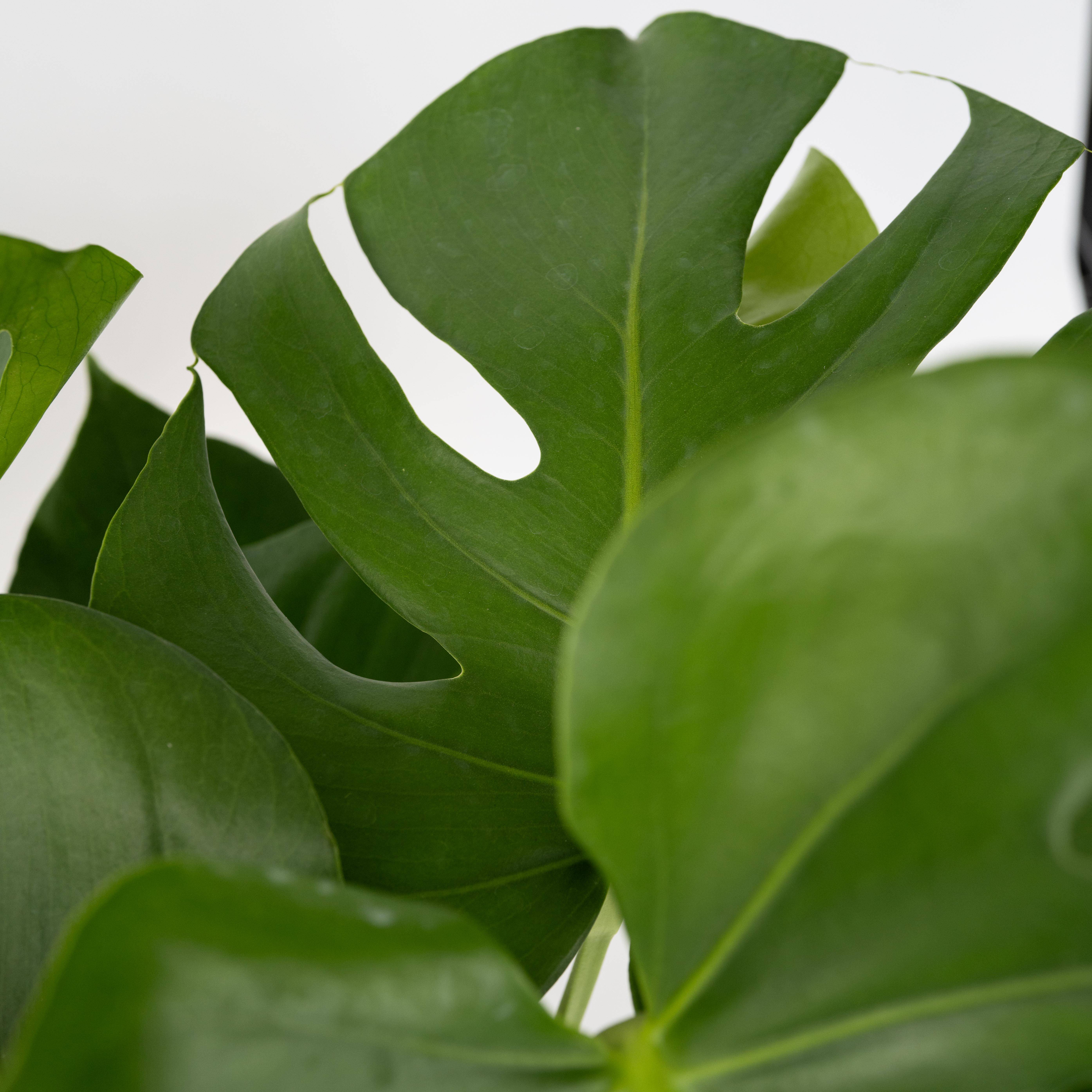 Plante à trous - Set de 2 - Monstera deliciosa - Hauteur 70-80cm - ⌀21cm - Image 4