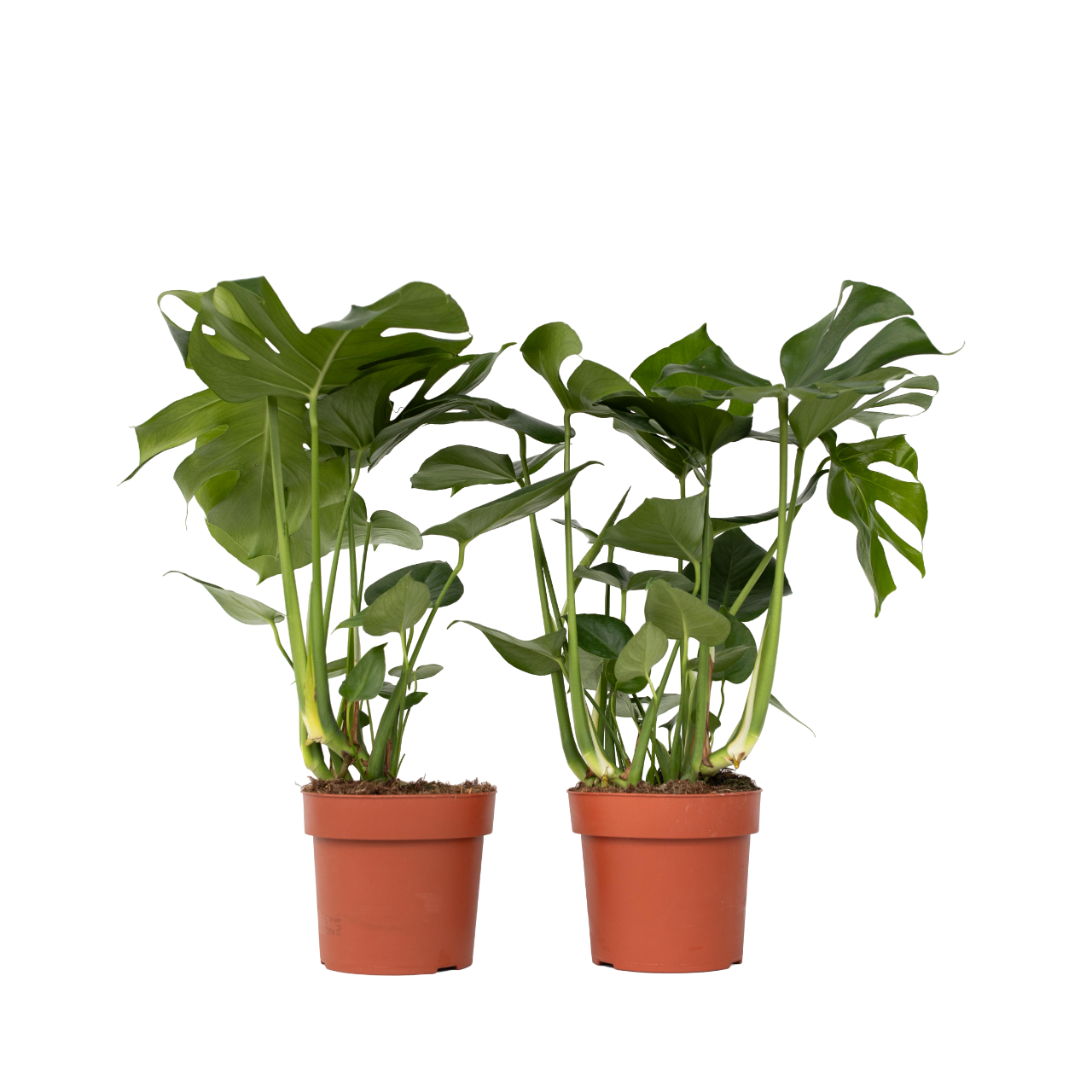 Plante à trous - Set de 2 - Monstera deliciosa - Hauteur 70-80cm - ⌀21cm - Image 1