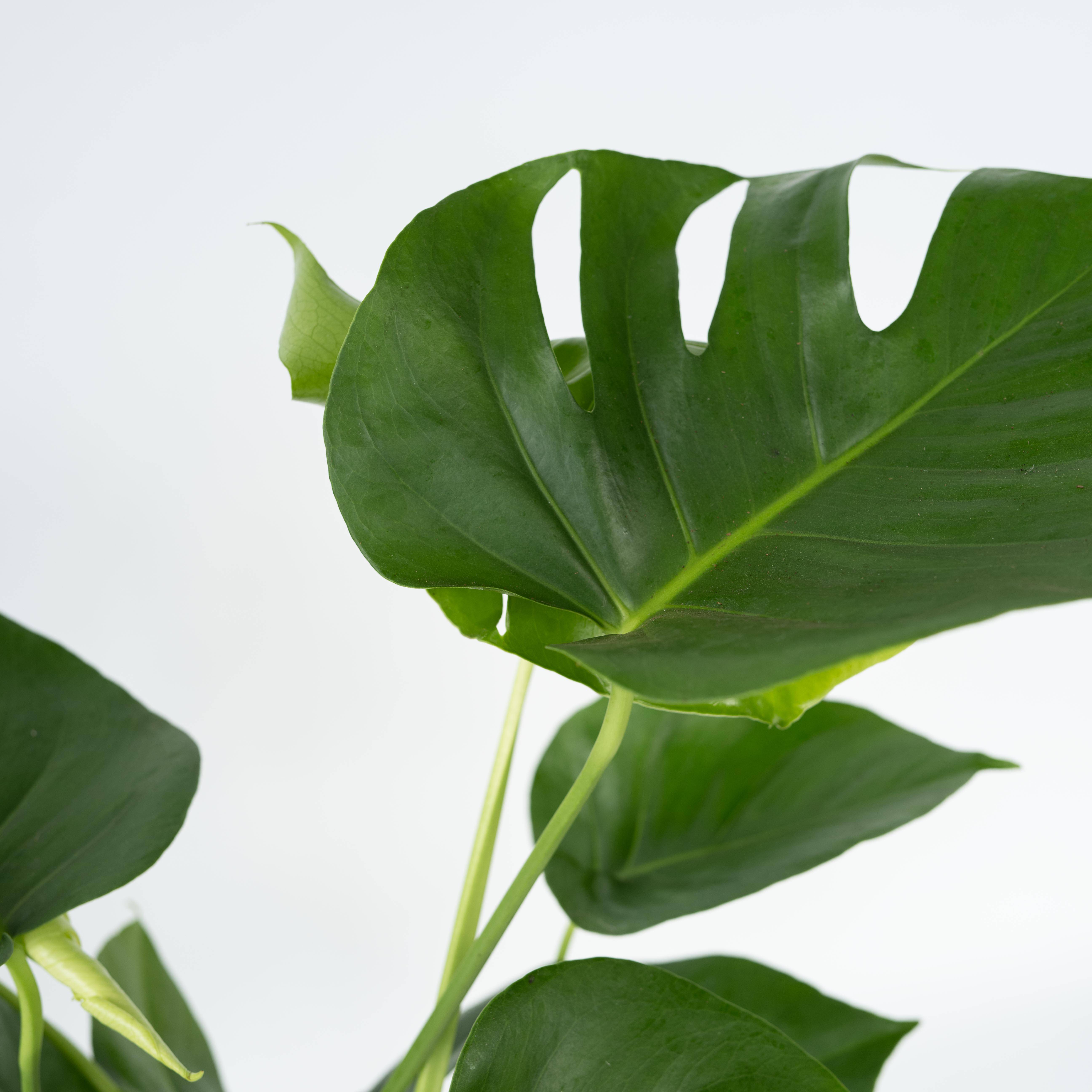 Plante à trous - Set de 2 - Monstera deliciosa - Hauteur 70-80cm - ⌀21cm - Image 5