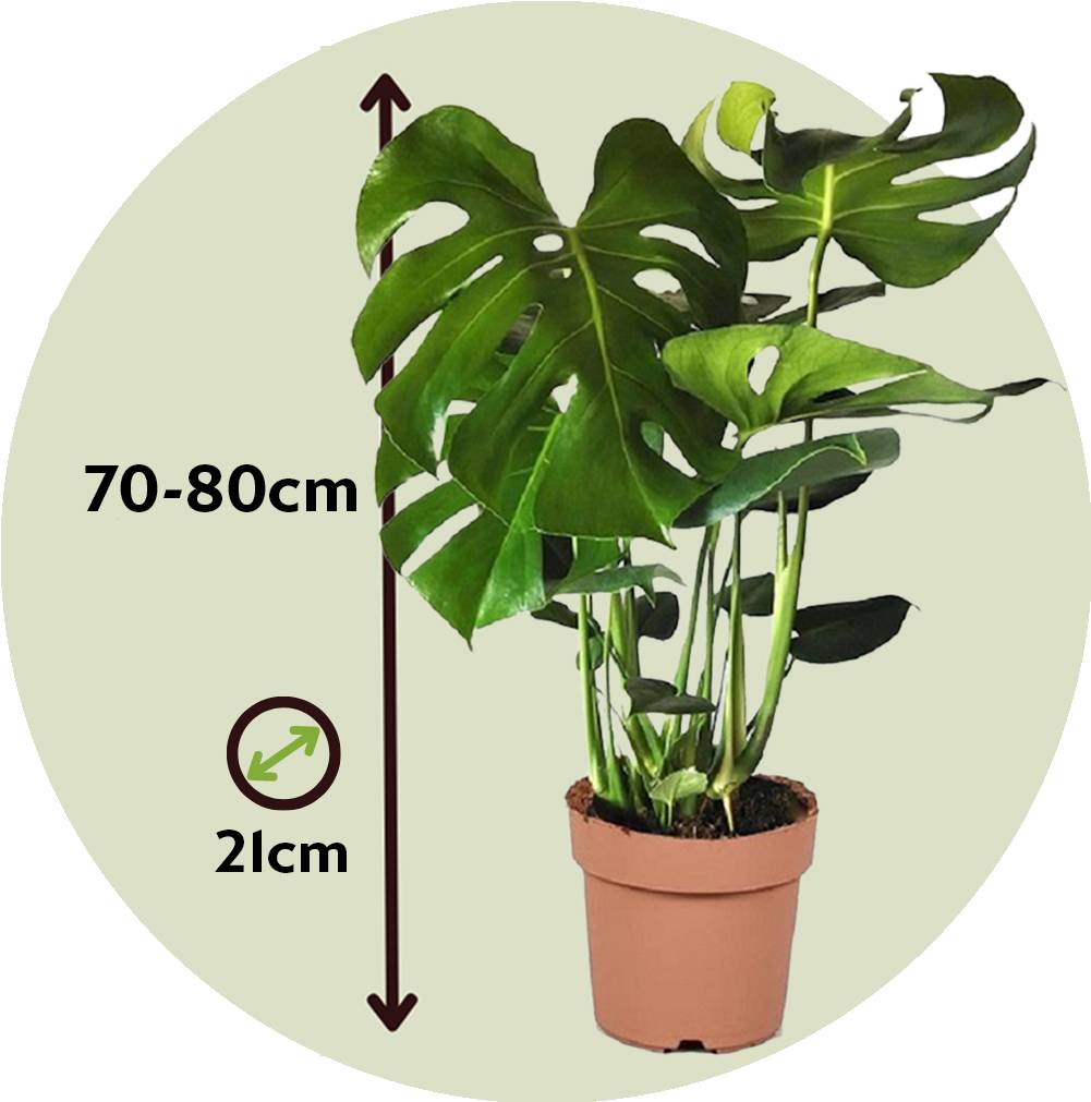 Plante à trous - Set de 2 - Monstera deliciosa - Hauteur 70-80cm - ⌀21cm - Image 6
