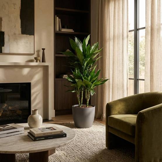 Dracaena Janet Lindt - Pot de 21cm - Hauteur 95cm - Gris - Plantes d'intérieur - Image 2