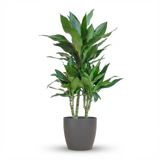 Dracaena Janet Lindt - Pot de 21cm - Hauteur 95cm - Gris - Plantes d'intérieur - Image 1