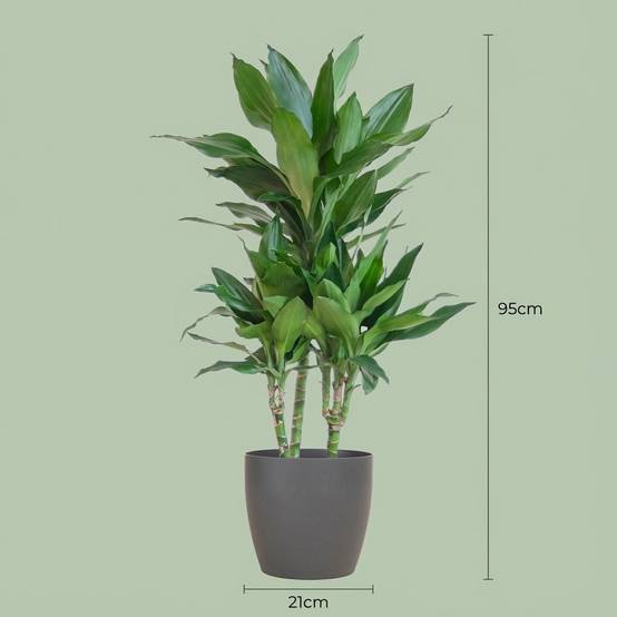 Dracaena Janet Lindt - Pot de 21cm - Hauteur 95cm - Gris - Plantes d'intérieur - Image 4