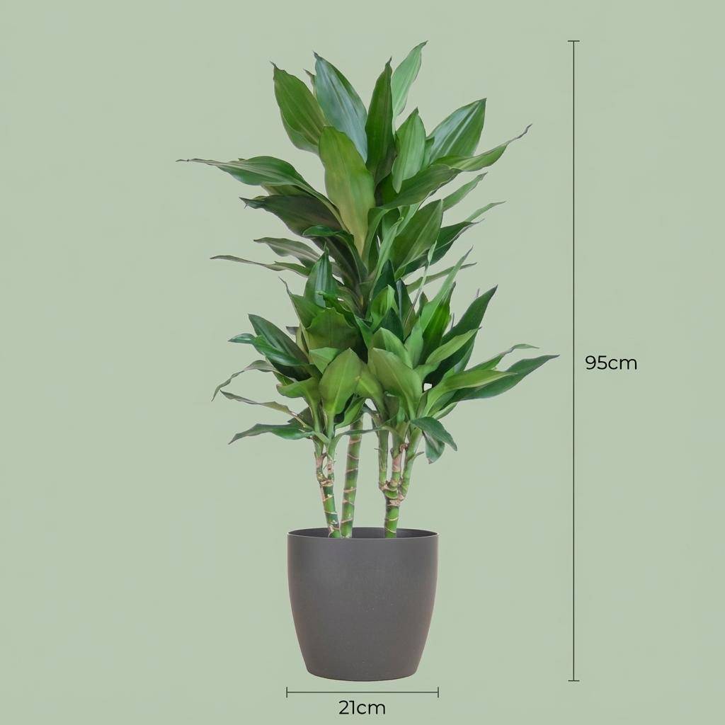 Dracaena Janet Lindt - Pot de 21cm - Hauteur 95cm - Gris - Plantes d'intérieur - Image 4