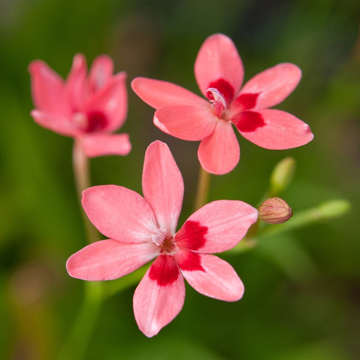 Anomatheca laxa - Freesia ou Lapeirousia Godet de 8/9 cm calibre I