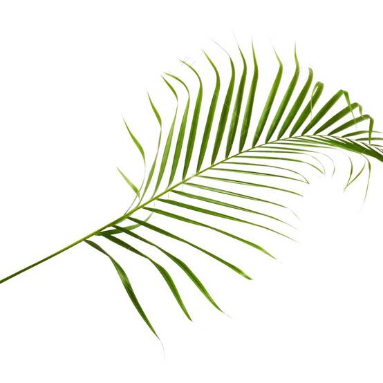 Gardenersdream - Chamaedorea Elegans - 1 Plante – Palmier D'Intérieur En Pot Vivant Pour La Maison Ou Le Bureau - GardenersDream - Image 2
