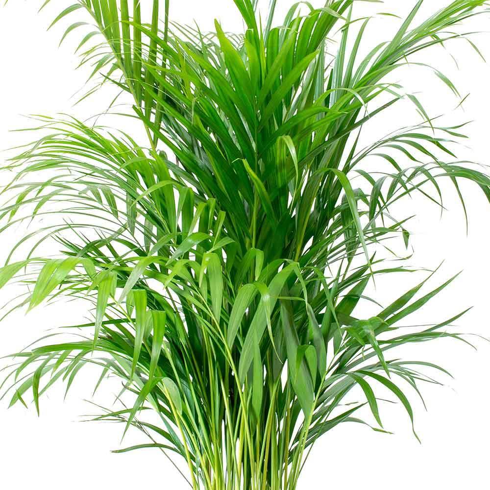 Gardenersdream - Chamaedorea Elegans - 1 Plante – Palmier D'Intérieur En Pot Vivant Pour La Maison Ou Le Bureau - GardenersDream - Image 3