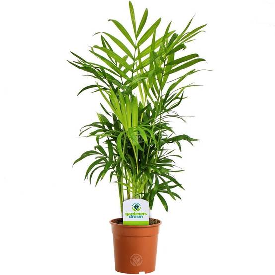 Gardenersdream - Chamaedorea Elegans - 1 Plante – Palmier D'Intérieur En Pot Vivant Pour La Maison Ou Le Bureau - GardenersDream - Image 1