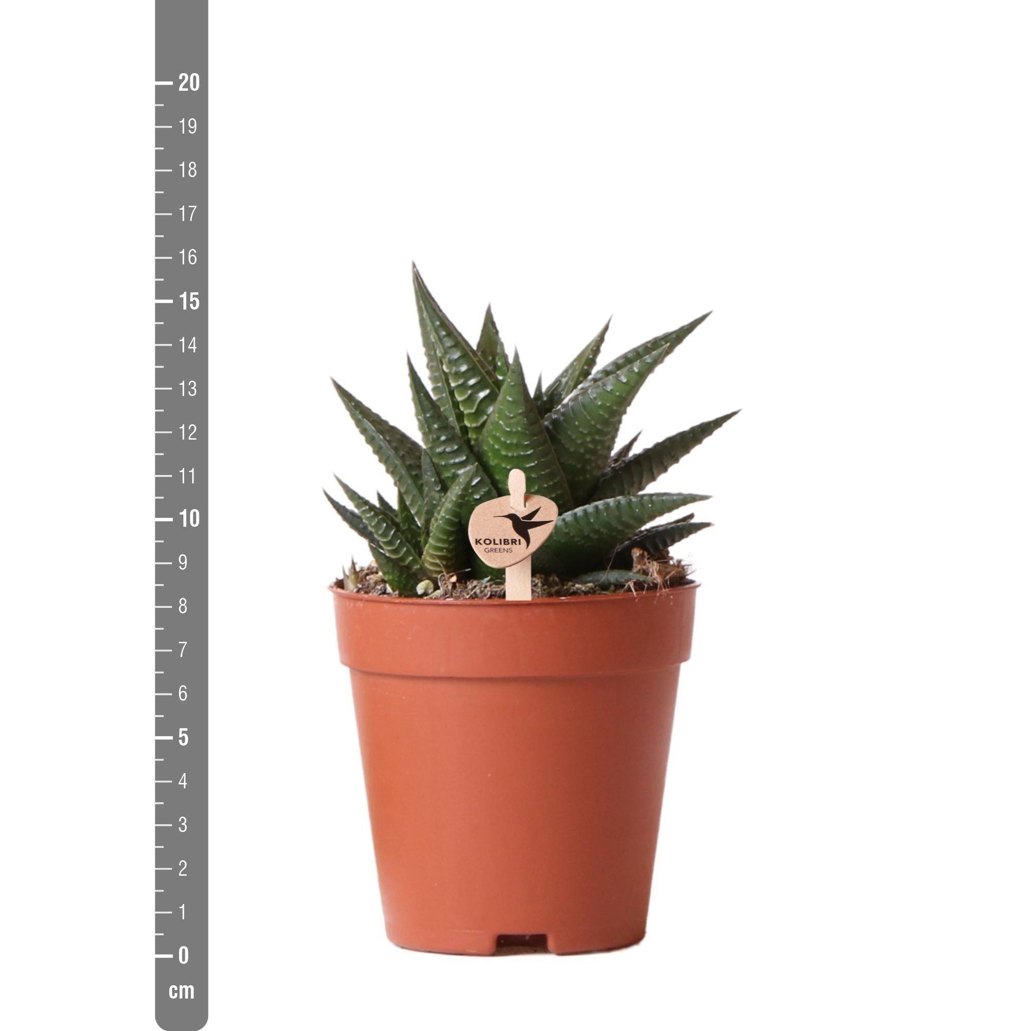 Haworthia Limifolia h16cm- La Green Touch - Image 5