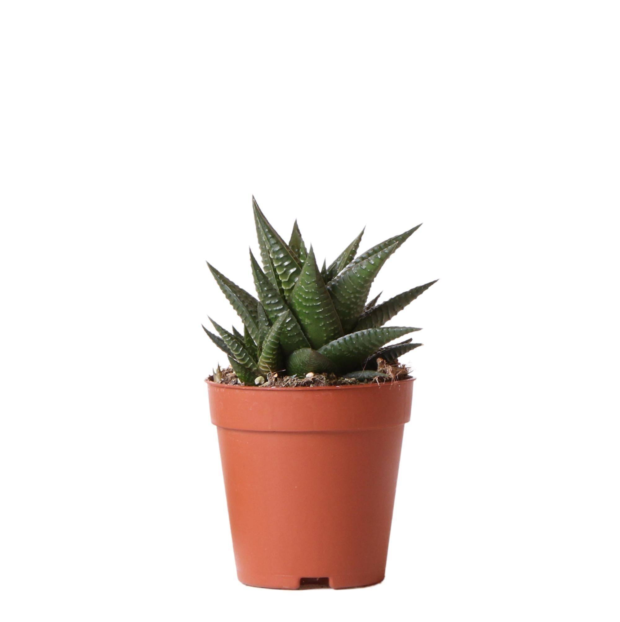 Haworthia Limifolia h16cm- La Green Touch - Image 1