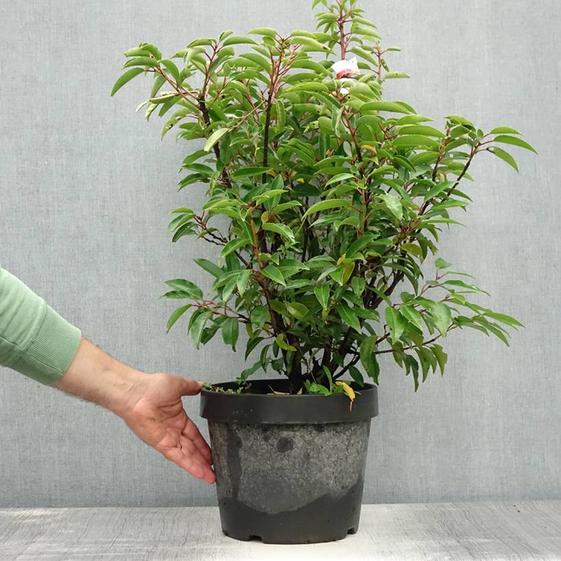 Promesse de Fleurs - Laurier du Portugal, Prunus lusitanica Angustifolia  Pot de 7,5L/10L - Image 2