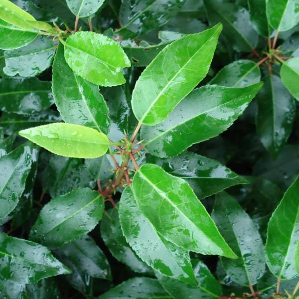Promesse de Fleurs - Laurier du Portugal, Prunus lusitanica Angustifolia  Pot de 7,5L/10L - Image 1