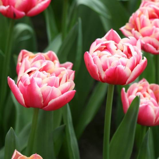 Promesse de Fleurs - Tulipe double hâtive Columbus Bulbe calibre 11+ (par 10)
