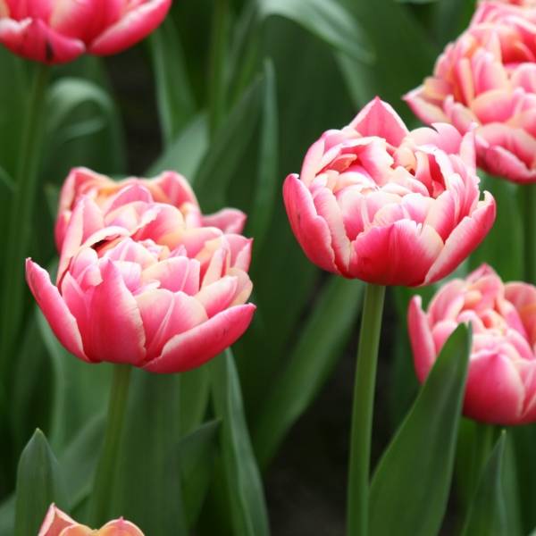 Promesse de Fleurs - Tulipe double hâtive Columbus Bulbe calibre 11+ (par 10)