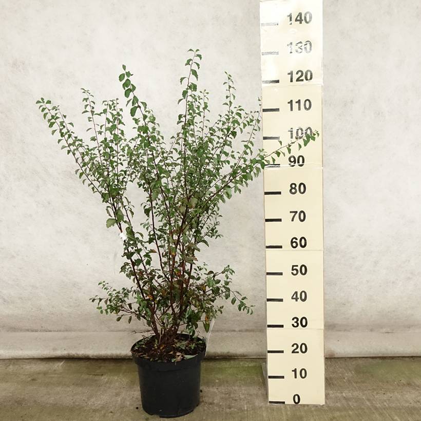 Spiraea vanhouttei - Spirée de Van Houtte Pot de 6L/7L - Image 2