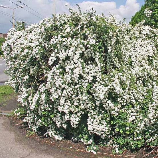 Spiraea vanhouttei - Spirée de Van Houtte Pot de 6L/7L - Image 1