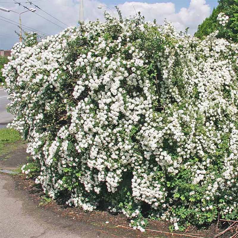 Spiraea vanhouttei - Spirée de Van Houtte Pot de 6L/7L - Image 1