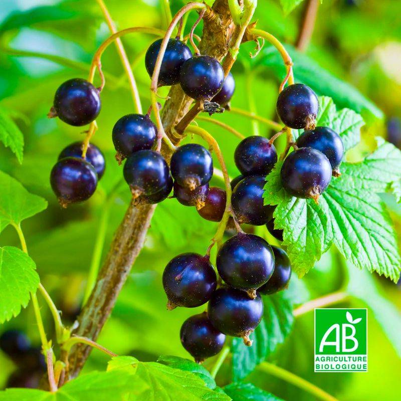 Cassissier 'Ojeblanc' BIO (Ribes nigrum 'Ojeblanc') - Godet 9cm - Pépinières Naudet