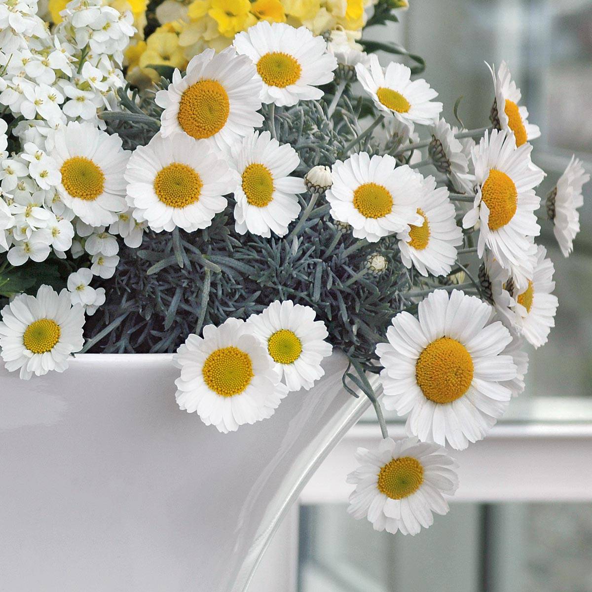 Marguerite du Maroc Flirt - Rhodanthemum hosmariense  Mini-motte Mini-motte Ø 3/4 cm, Plant vert de 5 à 7 cm de haut (par 3)