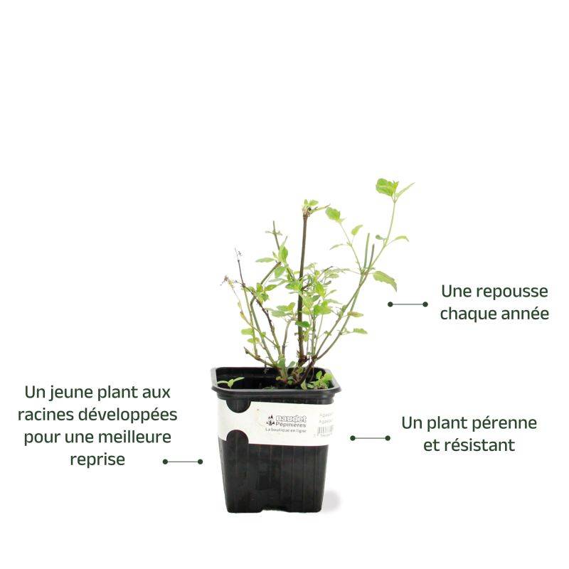 3 Agastaches 'Kudos Coral®' - Lot de 3 vivaces - Pépinières Naudet - Image 3