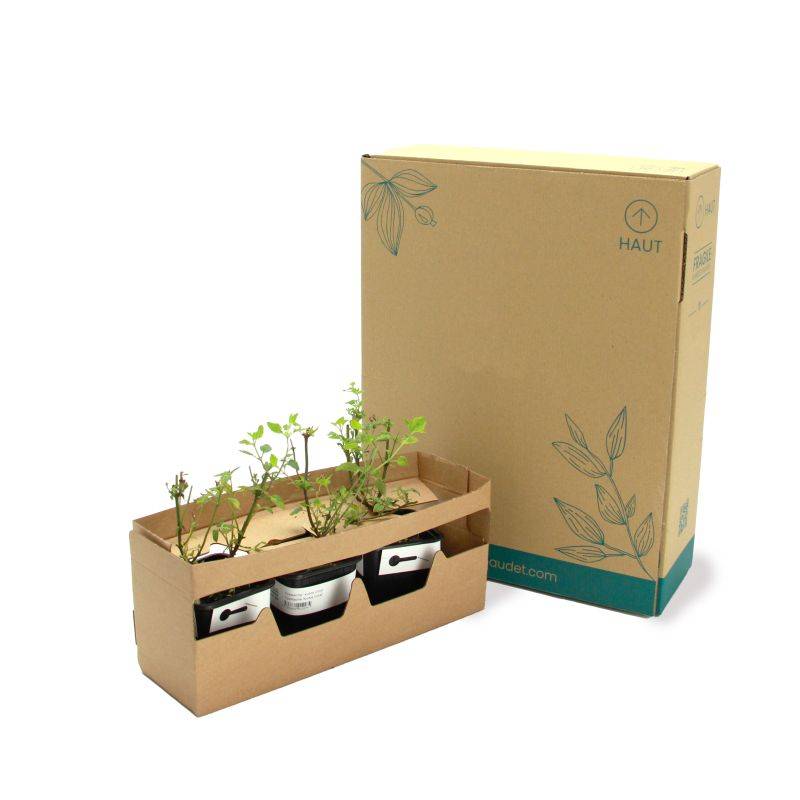 3 Agastaches 'Kudos Coral®' - Lot de 3 vivaces - Pépinières Naudet - Image 5