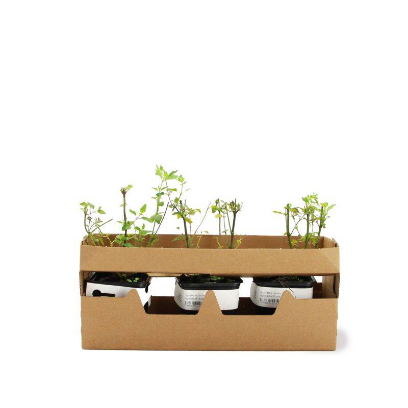 3 Agastaches 'Kudos Coral®' - Lot de 3 vivaces - Pépinières Naudet - Image 4