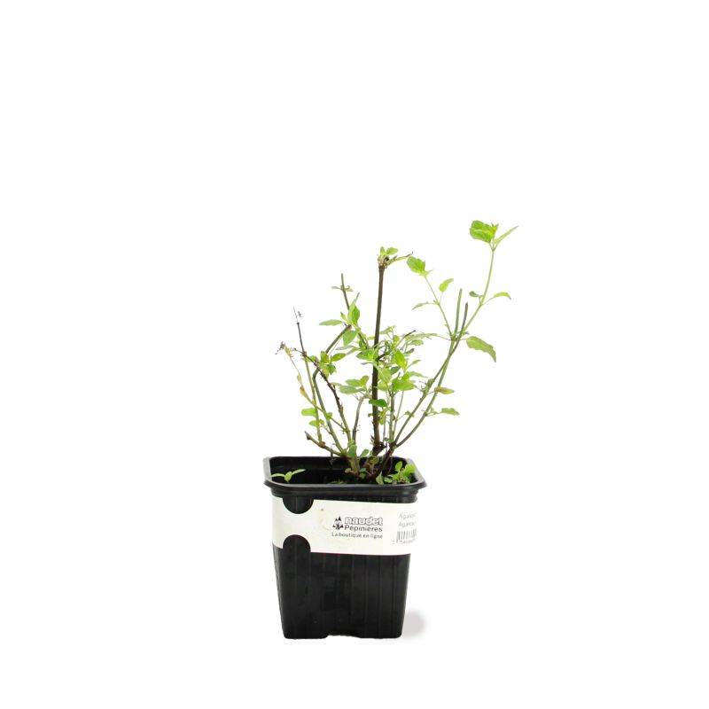 3 Agastaches 'Kudos Coral®' - Lot de 3 vivaces - Pépinières Naudet - Image 2
