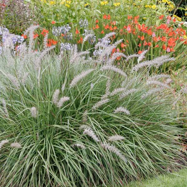 Promesse de Fleurs - Pennisetum orientale - Herbe aux écouvillons Godet de 8/9 cm